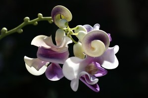 Corkscrew Flower